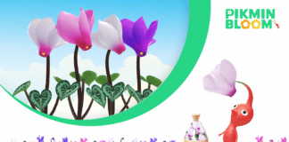 Riesenblumen im Dezember – Das Saubrot Alpenveilchen im Dezember